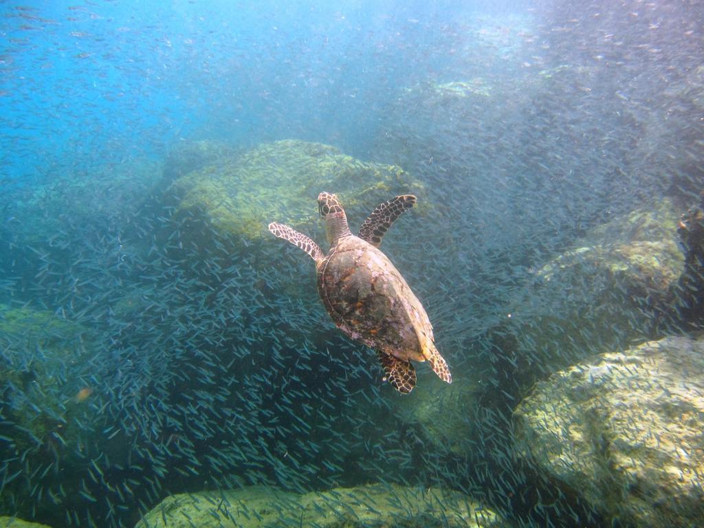 Tamarind Reef Resort Spa & Marina Кристіанстед Екстер'єр фото